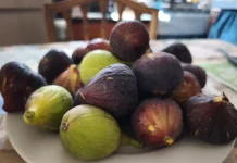 De higos a brevas: el dulce tesoro del verano que lleva miles de años acompañándonos Higos y brevas
