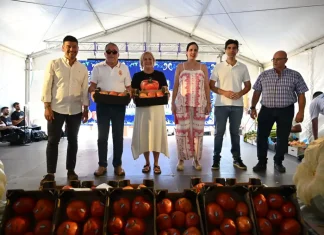 Un tomate Huevo de Toro de Coín alcanza los 20.000 euros en su tradicional subasta solidaria Un tomate Huevo de Toro de Coín alcanza los 20.000 euros en su tradicional subasta solidaria