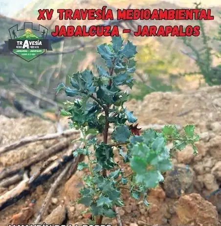 Travesía Jabalcuza-Jarapalos 2026: 48 kilómetros este sábado Travesía Jabalcuza-Jarapalos 2026: 48 kilómetros este sábado
