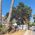 Las obras del Metro de Málaga afrontan el trasplante de un ficus singular en avenida Arroyo de los Ángeles Las obras del Metro de Málaga afrontan el trasplante de un ficus singular en avenida Arroyo de los Ángeles