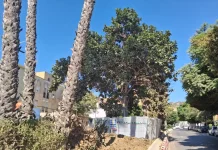 Las obras del Metro de Málaga afrontan el trasplante de un ficus singular en avenida Arroyo de los Ángeles Las obras del Metro de Málaga afrontan el trasplante de un ficus singular en avenida Arroyo de los Ángeles