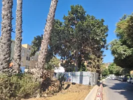 Las obras del Metro de Málaga afrontan el trasplante de un ficus singular en avenida Arroyo de los Ángeles Las obras del Metro de Málaga afrontan el trasplante de un ficus singular en avenida Arroyo de los Ángeles