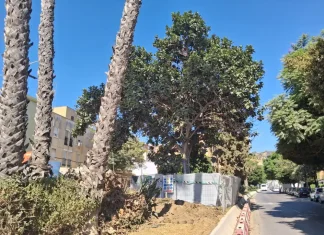 Las obras del Metro de Málaga afrontan el trasplante de un ficus singular en avenida Arroyo de los Ángeles Las obras del Metro de Málaga afrontan el trasplante de un ficus singular en avenida Arroyo de los Ángeles