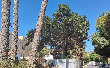 Las obras del Metro de Málaga afrontan el trasplante de un ficus singular en avenida Arroyo de los Ángeles Las obras del Metro de Málaga afrontan el trasplante de un ficus singular en avenida Arroyo de los Ángeles
