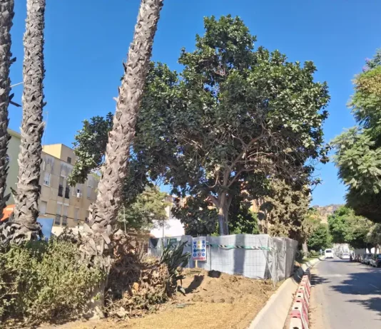 Las obras del Metro de Málaga afrontan el trasplante de un ficus singular en avenida Arroyo de los Ángeles Las obras del Metro de Málaga afrontan el trasplante de un ficus singular en avenida Arroyo de los Ángeles