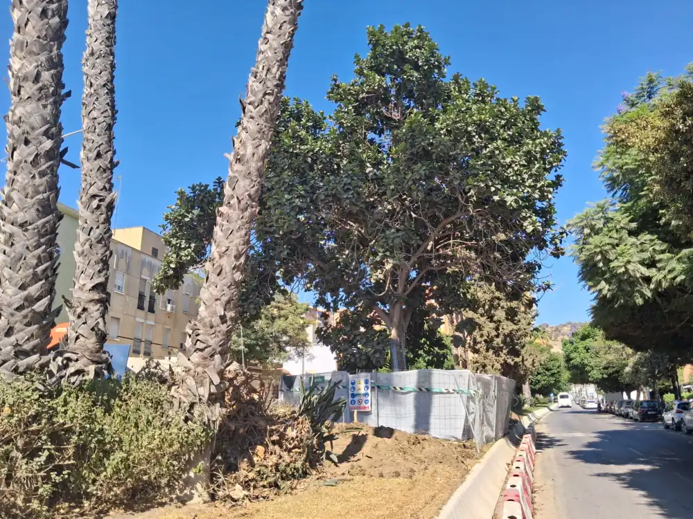 Las obras del Metro de Málaga afrontan el trasplante de un ficus singular en avenida Arroyo de los Ángeles