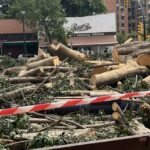De estar en buen estado a la tala en dos meses: las preguntas que deja el ficus de La Paz De estar en buen estado a la tala en dos meses: las preguntas que deja el ficus de La Paz