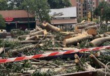 De estar en buen estado a la tala en dos meses: las preguntas que deja el ficus de La Paz De estar en buen estado a la tala en dos meses: las preguntas que deja el ficus de La Paz