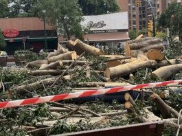 De estar en buen estado a la tala en dos meses: las preguntas que deja el ficus de La Paz De estar en buen estado a la tala en dos meses: las preguntas que deja el ficus de La Paz