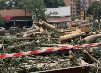 De estar en buen estado a la tala en dos meses: las preguntas que deja el ficus de La Paz De estar en buen estado a la tala en dos meses: las preguntas que deja el ficus de La Paz