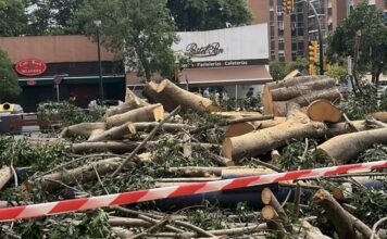 De estar en buen estado a la tala en dos meses: las preguntas que deja el ficus de La Paz De estar en buen estado a la tala en dos meses: las preguntas que deja el ficus de La Paz