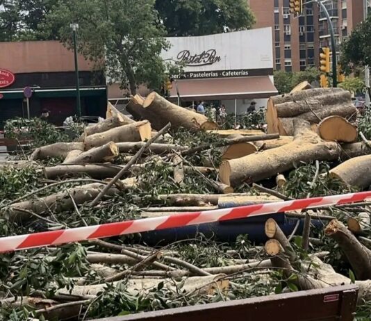 De estar en buen estado a la tala en dos meses: las preguntas que deja el ficus de La Paz De estar en buen estado a la tala en dos meses: las preguntas que deja el ficus de La Paz