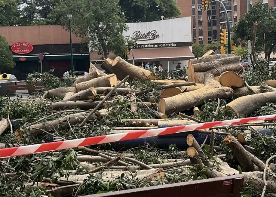De estar en buen estado a la tala en dos meses: las preguntas que deja el ficus de La Paz