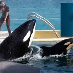 Los maestros que quieren salvar a las orcas