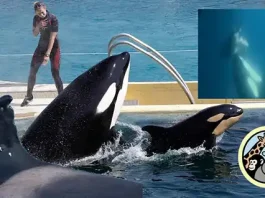 Los maestros que quieren salvar a las orcas