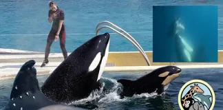 Los maestros que quieren salvar a las orcas