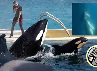 Los maestros que quieren salvar a las orcas