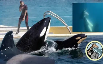 Los maestros que quieren salvar a las orcas