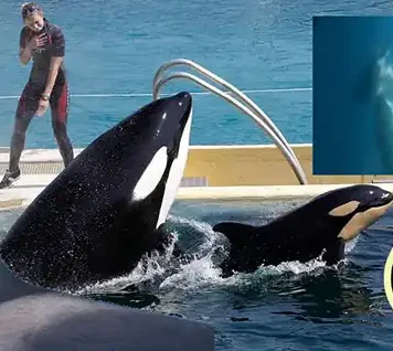 Los maestros que quieren salvar a las orcas