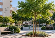 Málaga plantará un nuevo árbol en La Paz tras la tala del ficus Recreacion realizada por IA