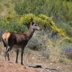 La Junta muestrea más de 1.000 ejemplares de fauna silvestre durante la temporada 2025/26