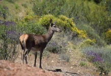 La Junta muestrea más de 1.000 ejemplares de fauna silvestre durante la temporada 2025/26