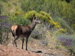 La Junta muestrea más de 1.000 ejemplares de fauna silvestre durante la temporada 2025/26