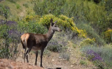 La Junta muestrea más de 1.000 ejemplares de fauna silvestre durante la temporada 2025/26